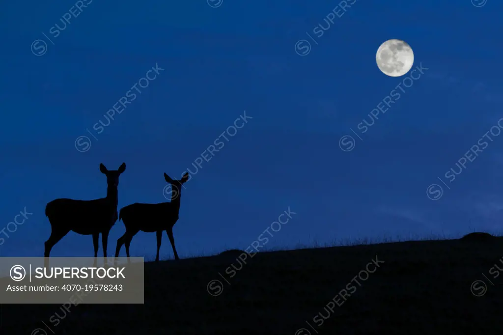 Red deer (Cervus elaphus) hind / female with juvenile silhouetted against blue night sky with full moon, Belgium. Digital manipulated.