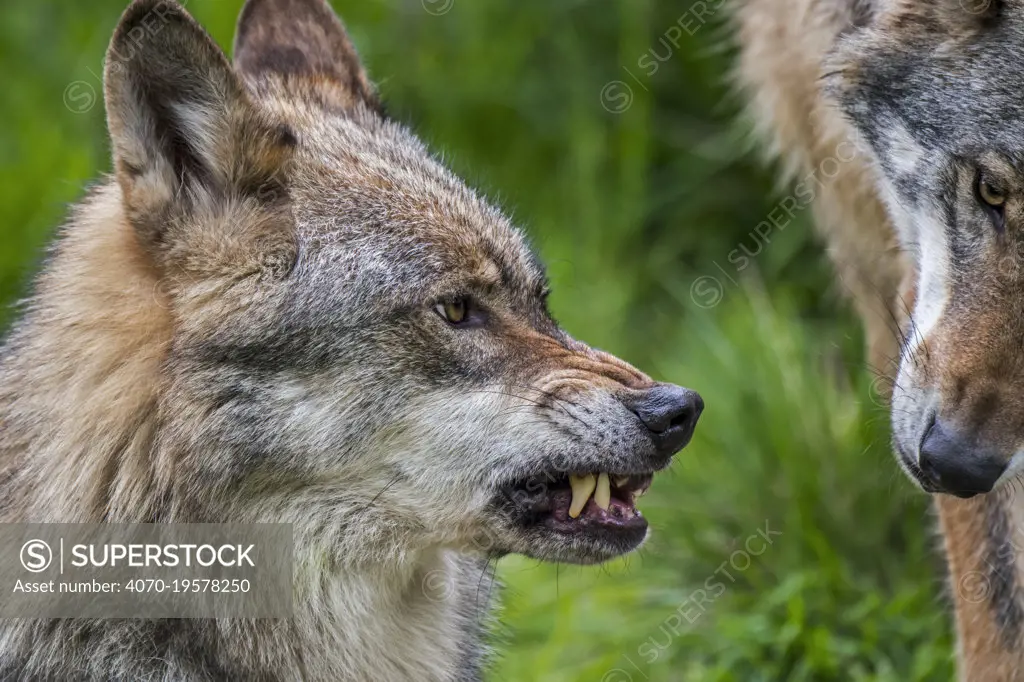 Wolf (Canis lupus) aggressive behaviour showing ears in upward position, wrinkled nose and baring its fangs while snarling / growling. Captive