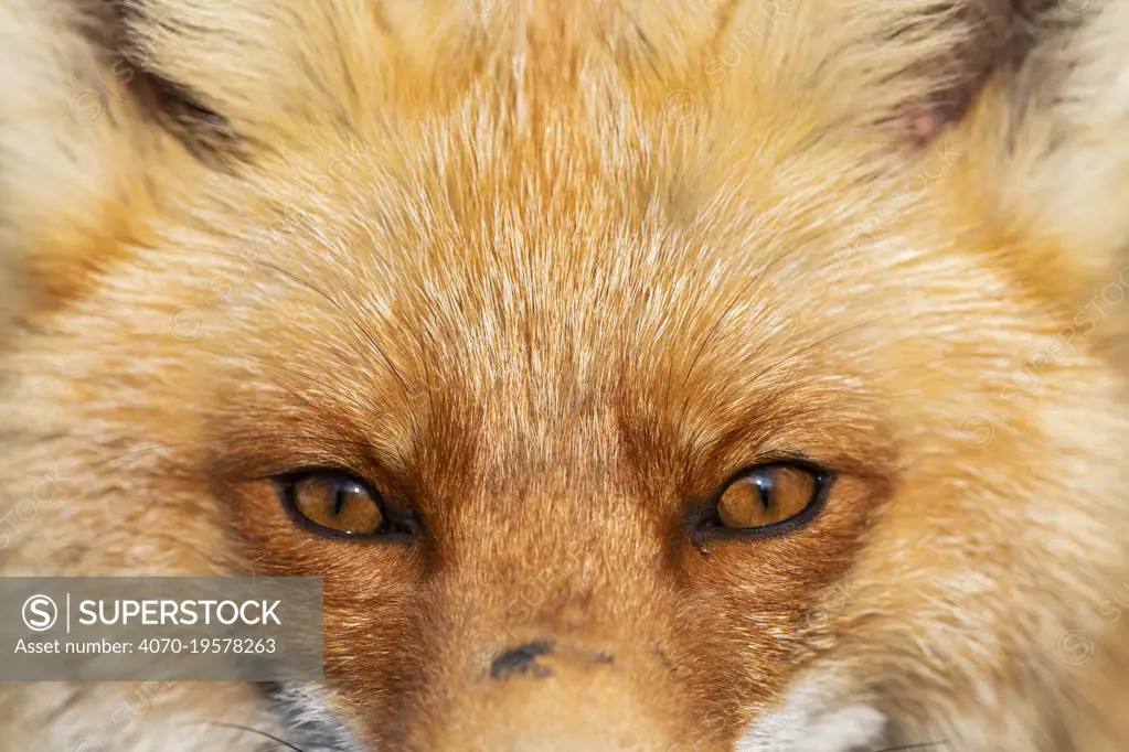 Red fox (Vulpes vulpes), Vauldalen, Norway, May.