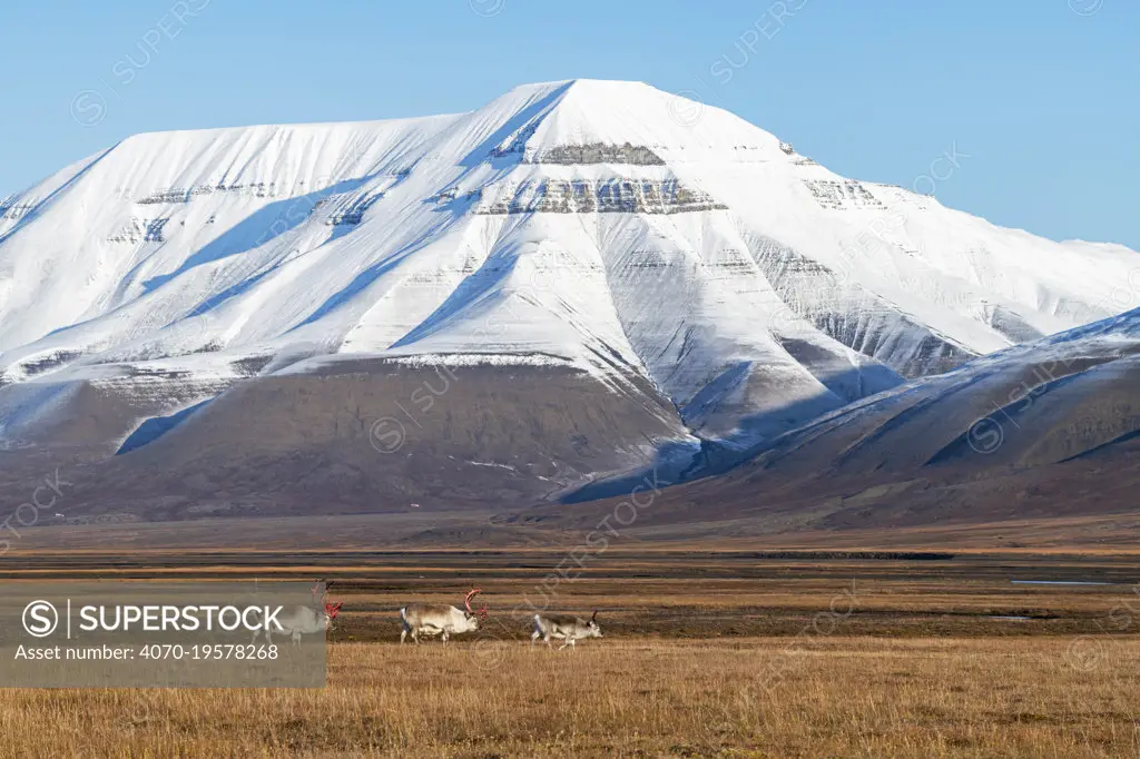 Svalbard reindeer (Rangifer tarandus platyrhynchus), Svalbard, Norway, September.