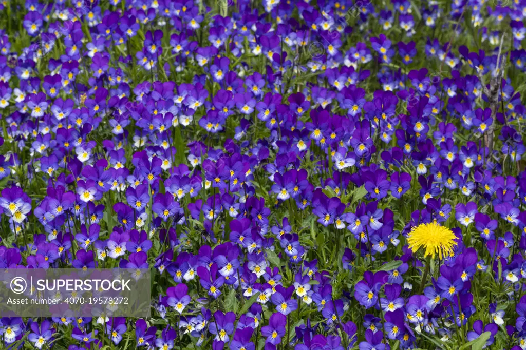 Wild pansy (Viola tricolor) with single Dandelion (Taraxacum sp) Innlandet, Norway, June.