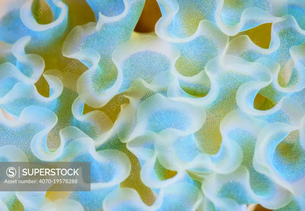 Cose up of pattern detail on the back of a Lettuce Sea Slug (Elysia crispata) The Bahamas.