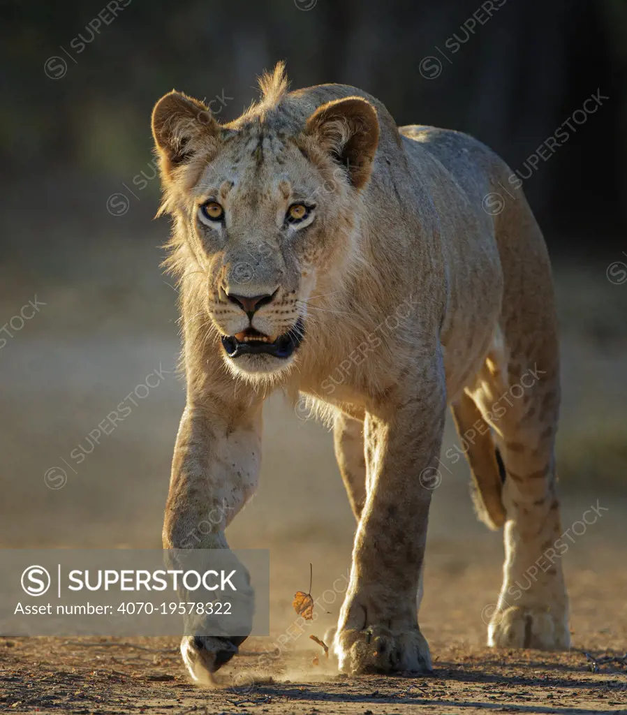 Lion  (Panthera leo) young male, Mana Pools National Park, Zimbabwe .