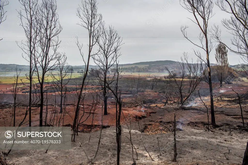 The smoke from underground peat continuing to burn rises into the air at Sarsfield, days after bushfires destroyed much of the town and native habitat. Sarsfield, Victoria, Australia. January, 2020