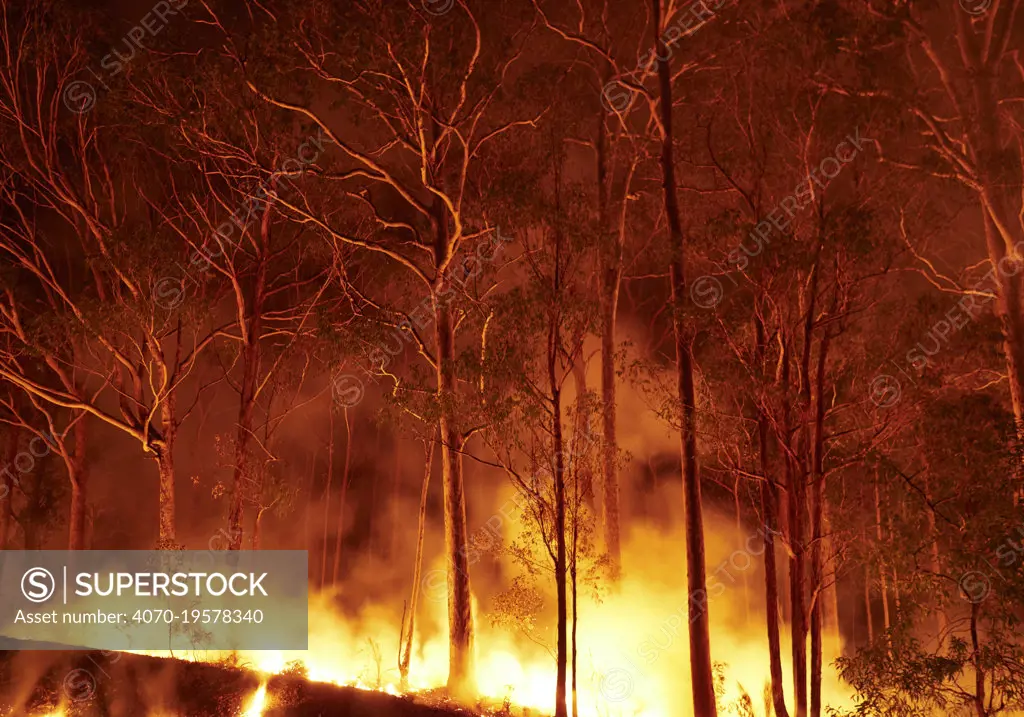 Bushfire in spotted gum (Corymbia maculata) forest on the far south coast of New South Wales, Australia. January 2020.