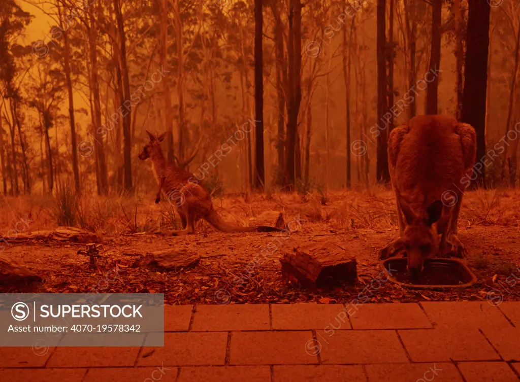 Eastern grey kangaroos (Macropus giganteus) drinking from bird bath as a bushfire burns in the surrounding forest. Sky reddened by ash and smoke. Tathra, New South Wales, Australia. January 2020.