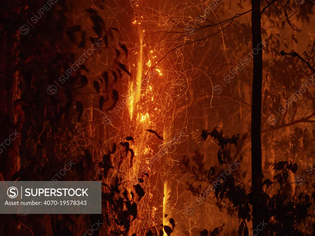 Dead trees continue to burn long after a bushfire has swept through forest in New South Wales, Australia. December 2019.