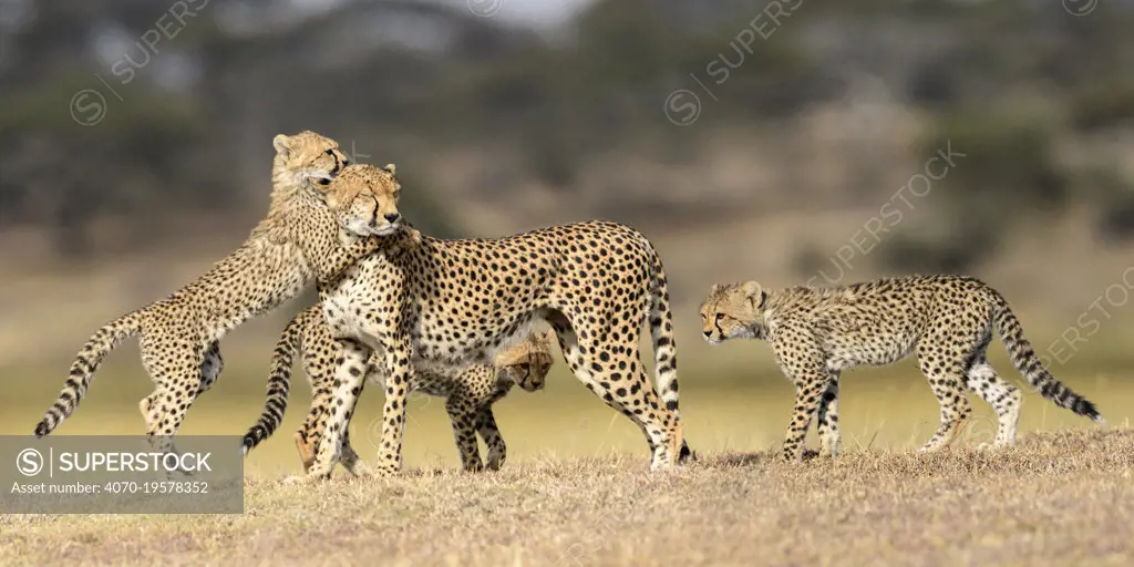 Cheetah (Acinonyx jubatus) female playing with three cubs (age  5 months) Ndutu area, Serengeti / Ngorongoro Conservation Area (NCA), Tanzania.