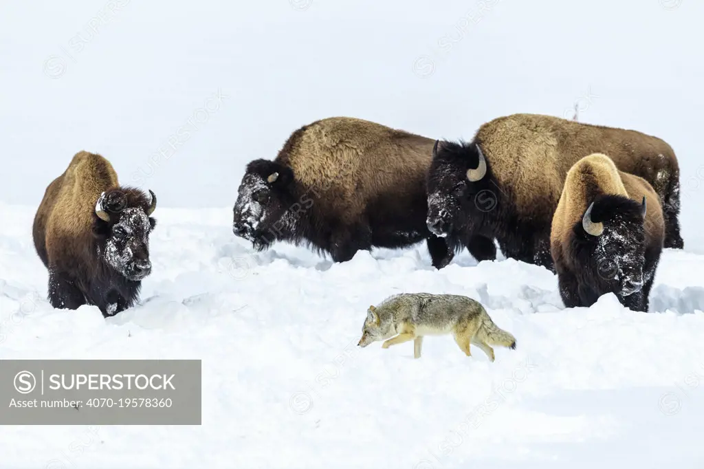 Coyote (Canis latrans) foraging in deep winter snow disturbed by grazing American bison (Bison bison) Hayden Valley, Yellowstone National Park, Wyoming, USA. January.