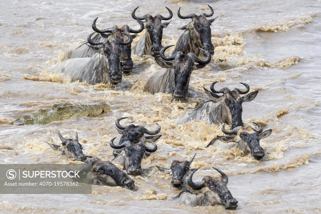 Nile crocodile (Crocodylus niloticus) waiting to attack White-bearded wildebeest (Connochaetes taurinus albojubatus) as they cross the Mara River. Northern Serengeti, Serengeti National Park, Tanzania (early September)