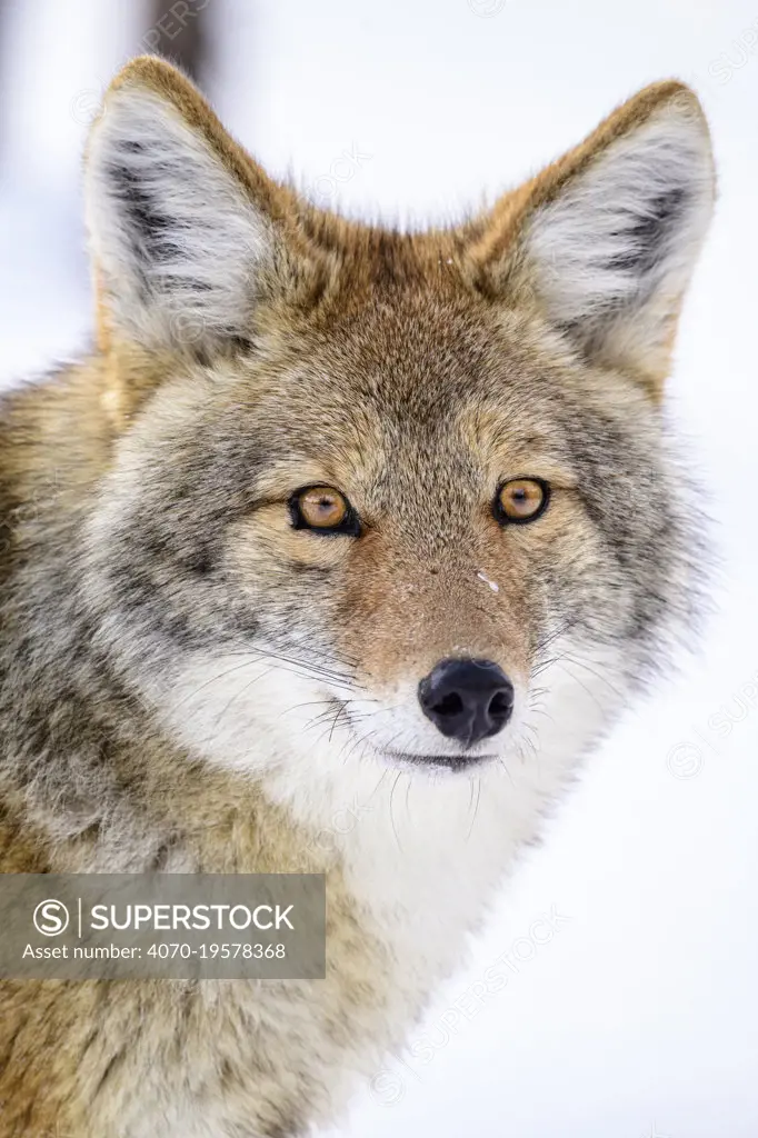 Coyote (Canis latrans) Yellowstone National Park, Wyoming, USA. January.