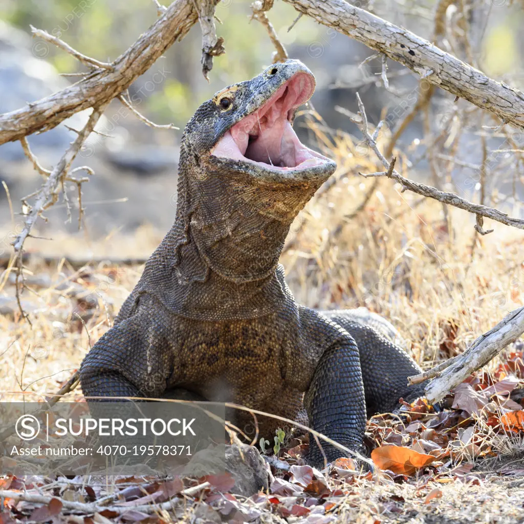 Komodo dragon (Varanus komodoensis) male gaping to regulate temperature. Rinca Island, Komodo National Park, Indonesia. Endangered.