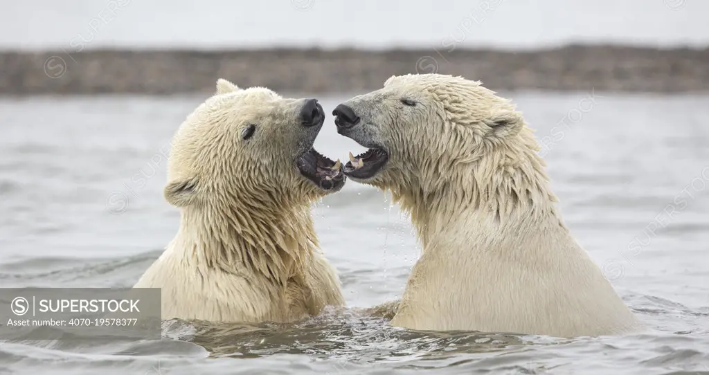 Polar bear (Ursus maritimus) two juvenile siblings with mouths open, after play-fighting in Beaufort Sea, Kaktovik, Alaska, USA. October.