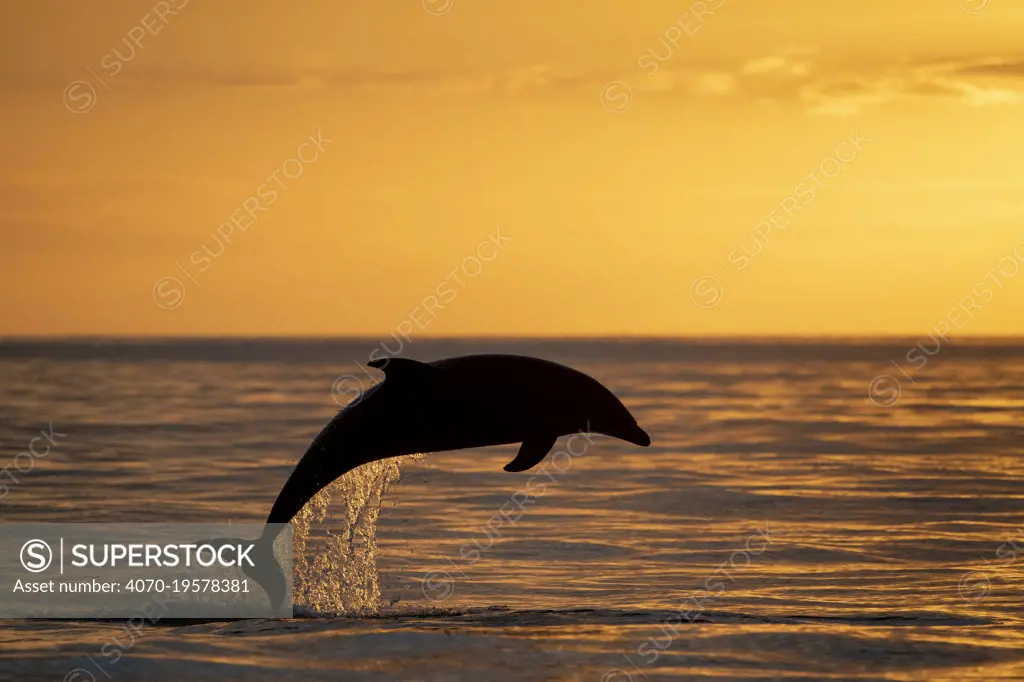 Bottlenose dolphin (Tursiops truncatus) jump at the sunset of the mouth, Sado Estuary, Arribida coast , Portugal,