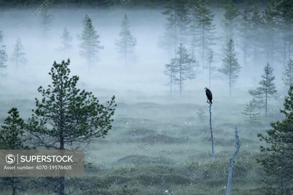 Osprey (Pandion haliaetus) perched on post in misty forest, Finland, July.