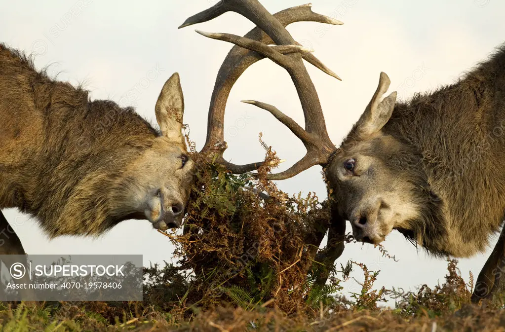 Red Deer Stags (Cervus elaphus) fighting amongst the bracken. Bradgate Park, Leicestershire, UK, October.