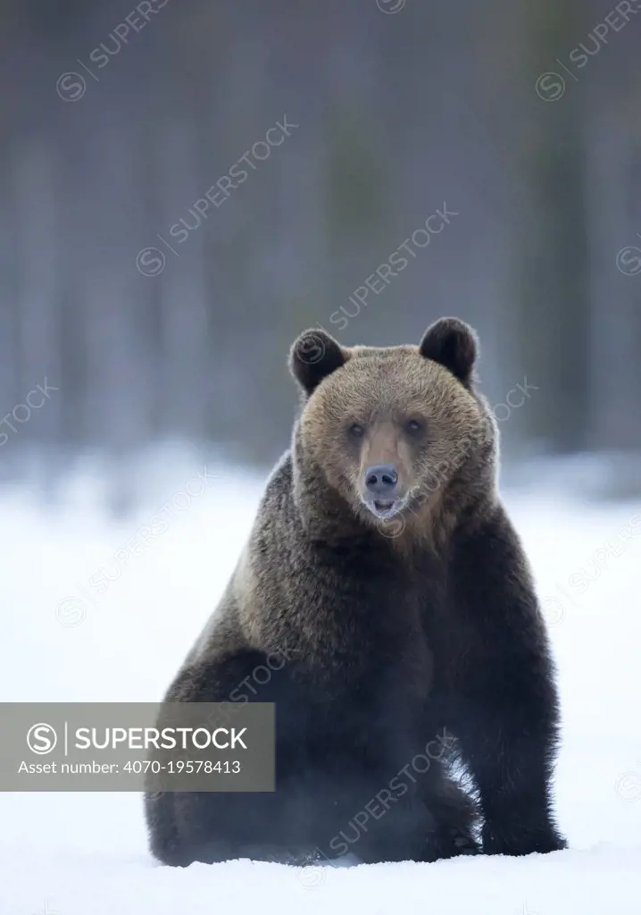 Brown Bear (Ursus arctos) adult portait, Finland, April.