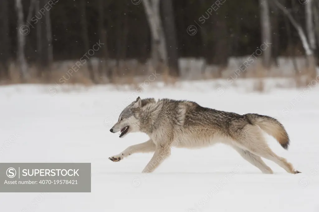 Grey wolf running in snow (Canis lupus),  Minnesota, USA.  January.  Controlled situation.