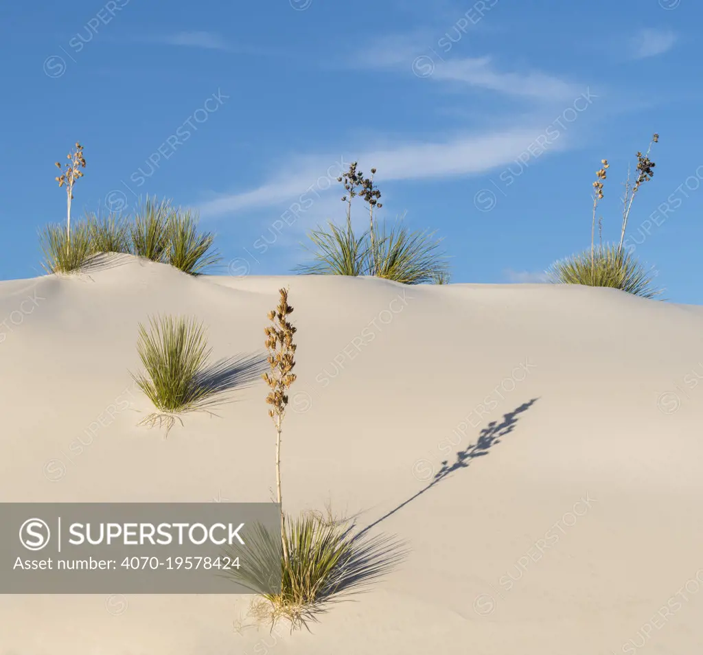 Soaptree yucca (Yucca elata) on gypsum dun,  White Sands National Monument, New Mexico, USA.  December