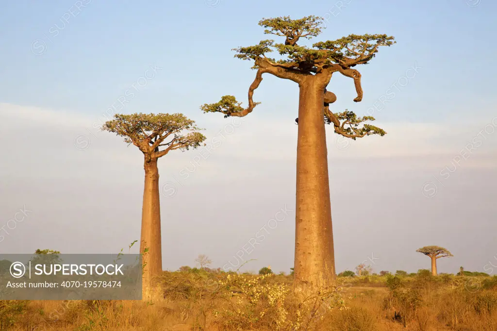 Grandidiers baobab (Adansonia grandidieri), Avenue of the Baobabs, Madagascar.