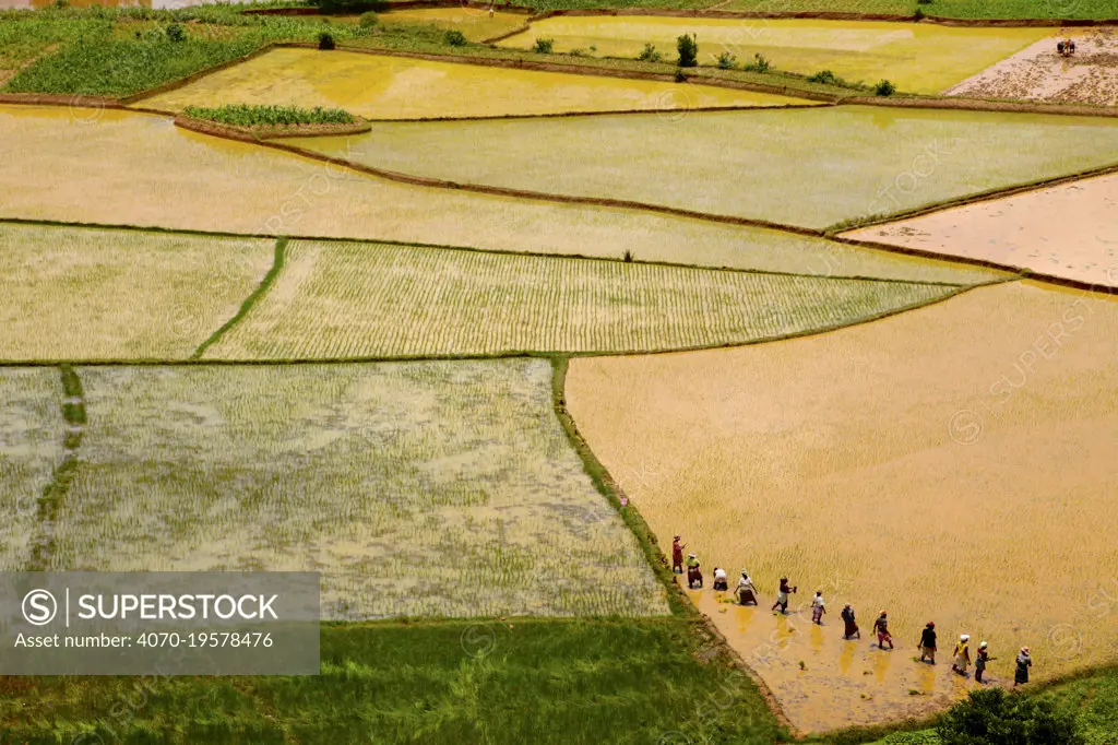 Aerial view of farmers transplanting rice, Madagascar.  December 2011.