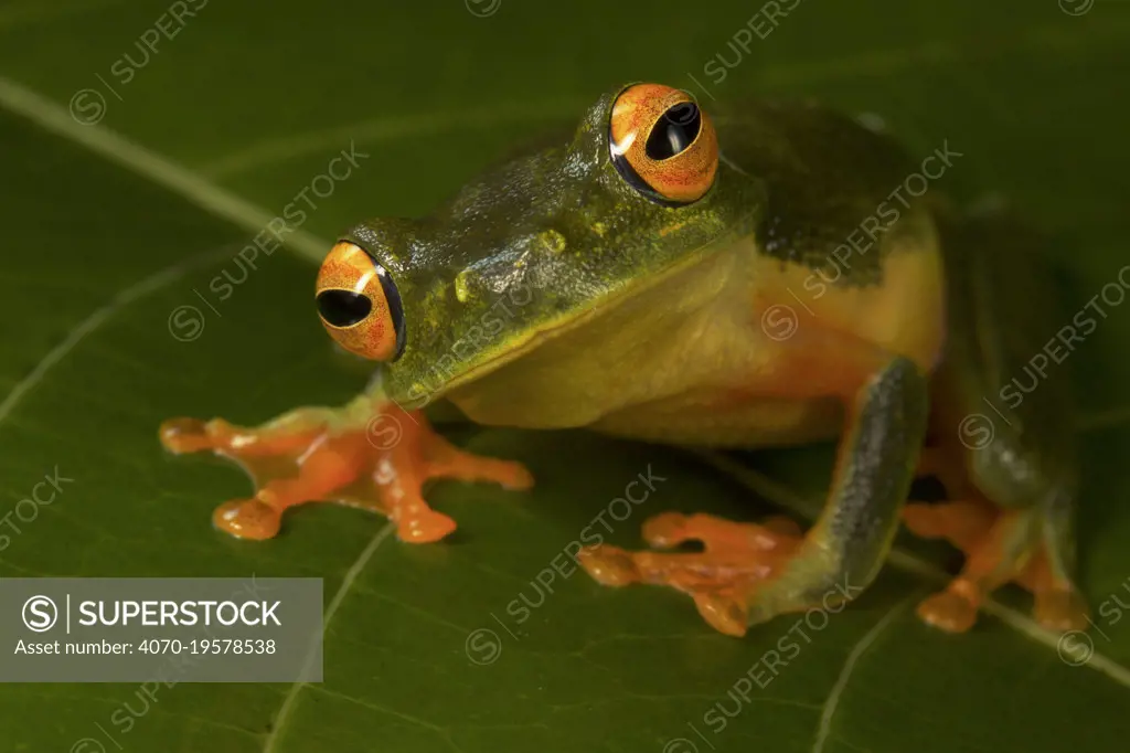 Graceful Treefrog (Littoria gracilenta)Iron Range National Park, Cape York Peninsula, Australia