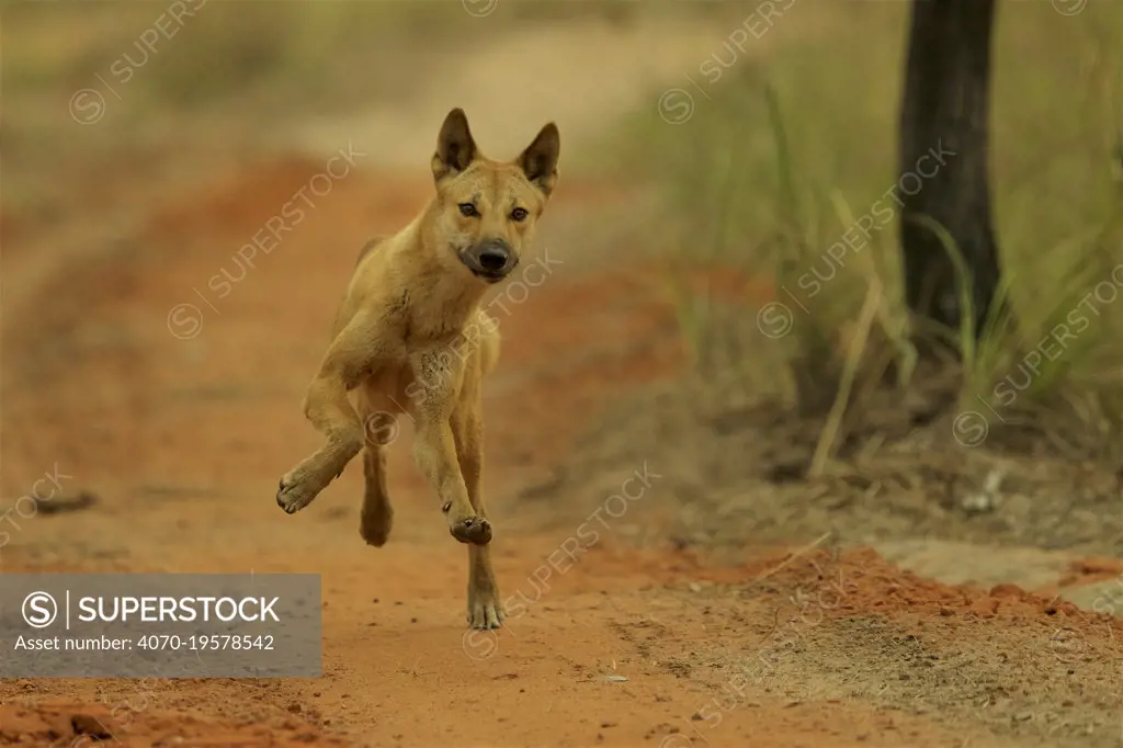 Dingo (Canis dingo) running along track, Cape York Peninsula, Queensland, Australia.