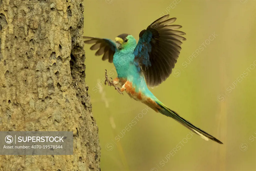 Golden-shouldered parrot (Psephotus chrysopterygius) male landing at nest cavity in termite mound Cape York Peninsula, Queensland, Australia.