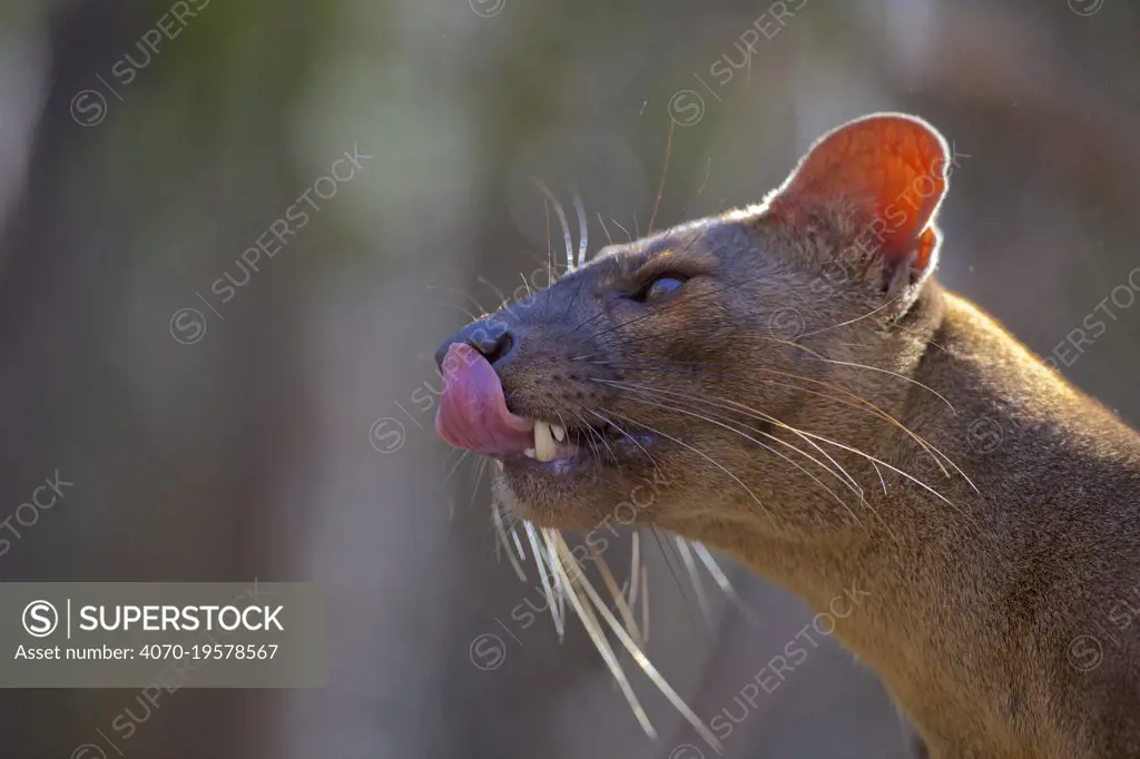 Fosa (Cryptoprocta ferox) licking nose, Kirindy Forest, Western Madagascar, November. Vulnerable species