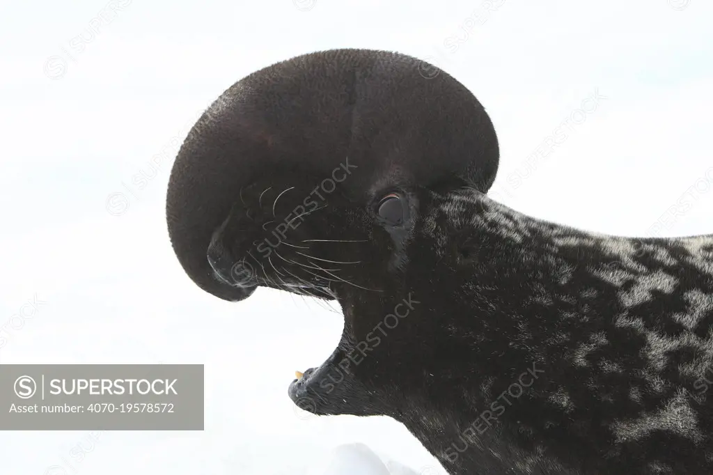 Hooded Seal (Cystophora cristata) hauled out calling, with nasal sac inflated, Magdalen Islands, Canada.