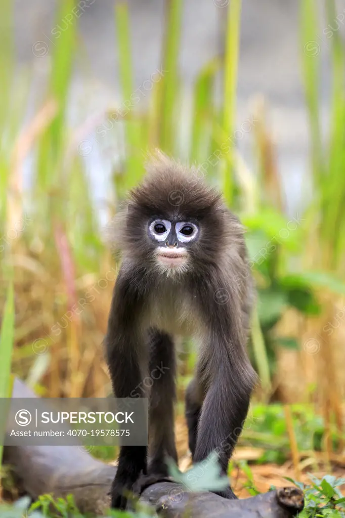 Phayre's leaf monkey or Phayre's langur (Trachypithecus phayrei) , Tripura state, India