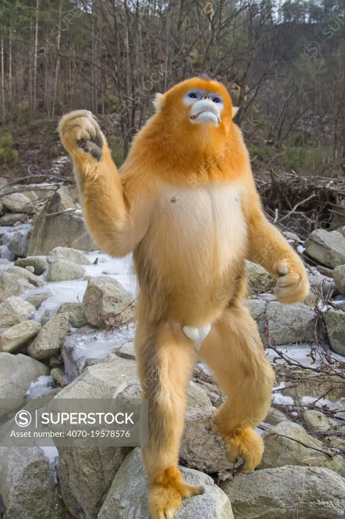 Golden snub-nosed monkey (Rhinopithecus roxellana),standing up on river boulders, Qinling Mountains, Shaanxi province, China