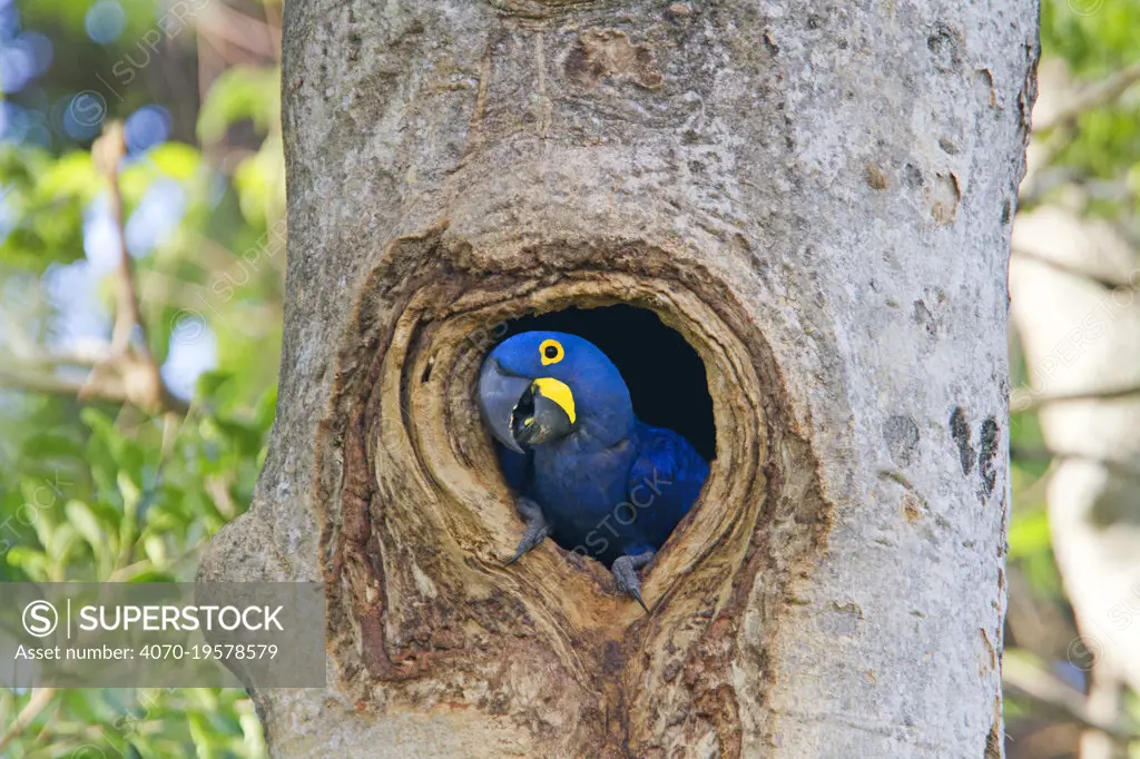 Hyacinth Macaw (Anodorhynchus hyacinthinus) adult in nest hole in tree, Pantanal area, Mato Grosso, Brazil