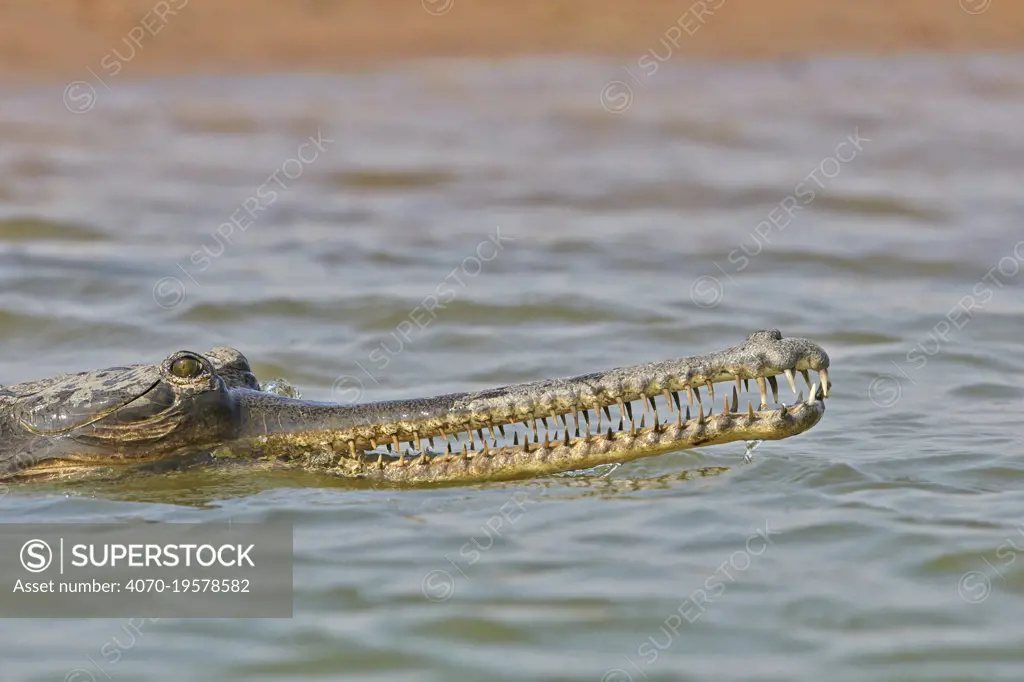 Gharial (Gavialis gangeticus) swimming in river, Chambal River, Uttar Pradesh, India