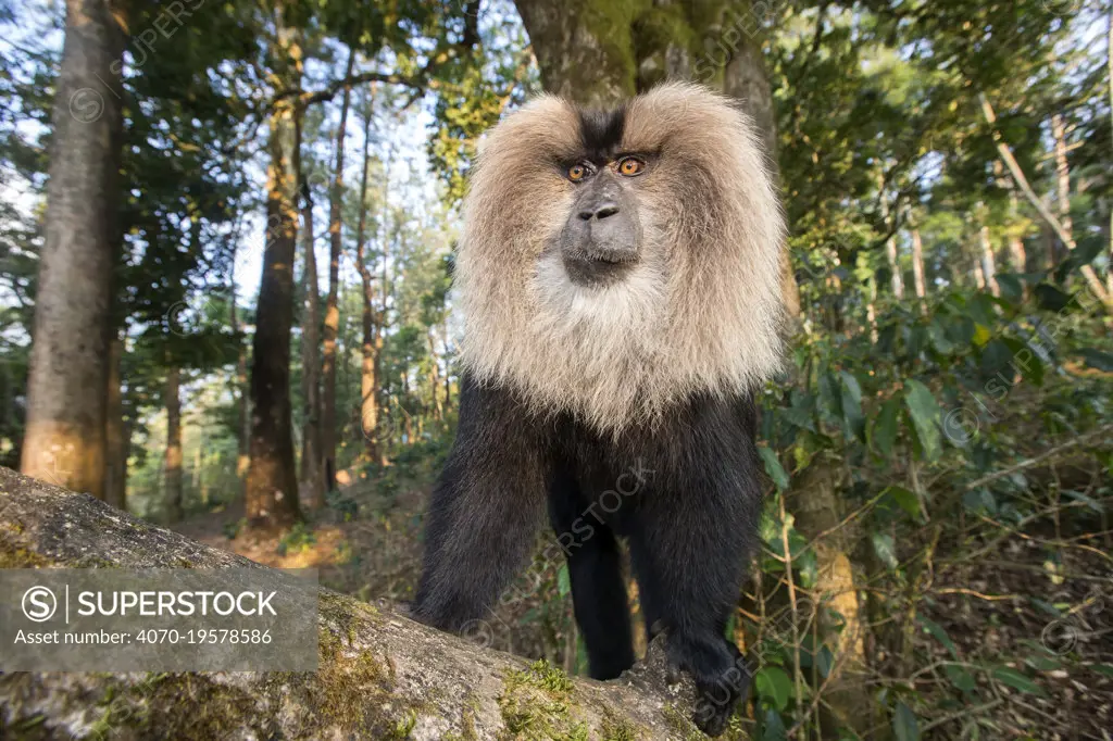 Lion-tailed macaque (Macaca silenus), dominant male, Anaimalai Mountain Range, Nilgiri hills, Tamil Nadu, India