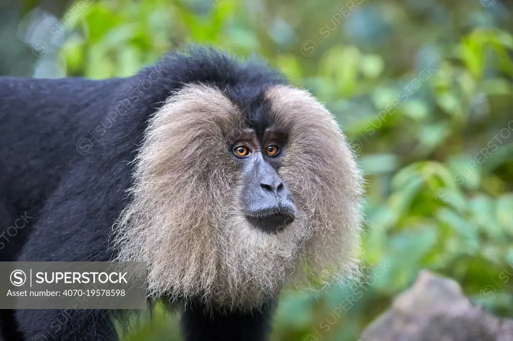 Lion-tailed macaque (Macaca silenus) male, Anaimalai Mountain Range (Nilgiri hills), Tamil Nadu, India