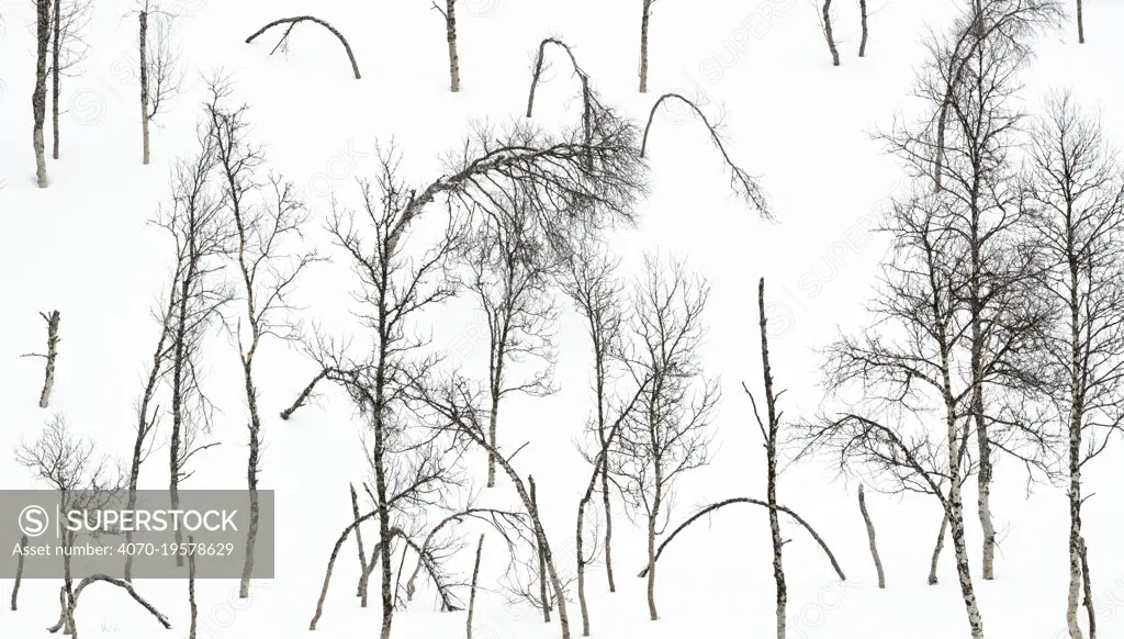 Bare Mountain birch (Betula pubescens) forest in snow. Near Narvik, Nordland, Norway. March.