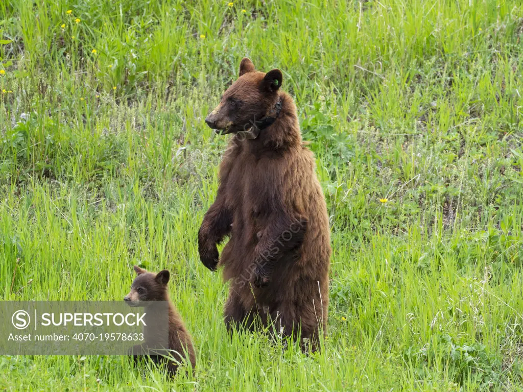 Black bear (Ursus americanus)  female with tracking collar and cub,  Tower Junction, Yellowstone National Park, Wyoming, USA, June.