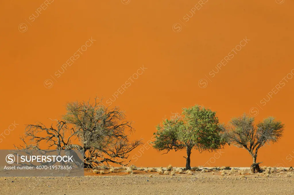 Acacia trees below a sand dune in Tscauchab valley, Namib-Naukluft National Park, Namibia, October