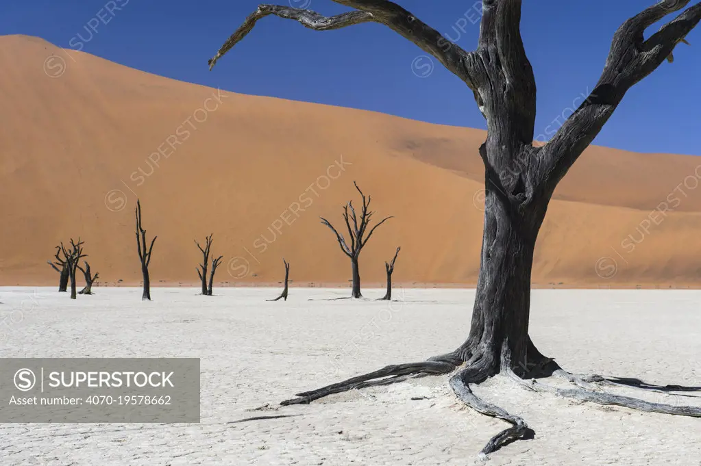 Dead Camel thorn trees (Vachellia erioloba) in the long-time dry riverbed of Deadvlei, an iconic view of Namib desert, Namibia