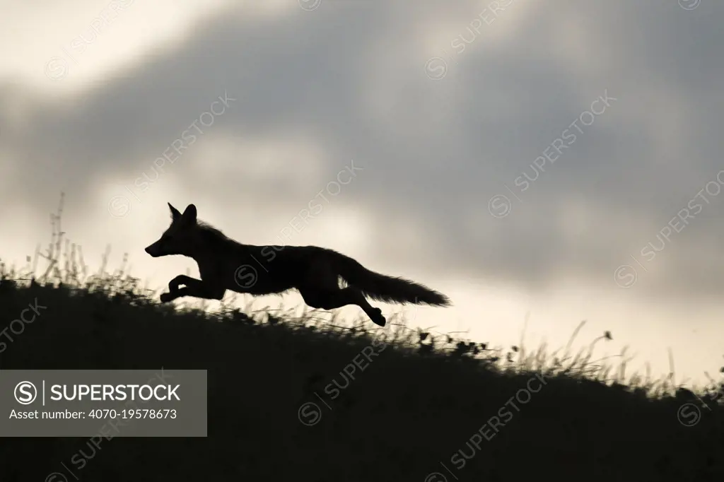 Red fox (Vulpes vulpes) silhouetted,  running along horizon, Switzerland