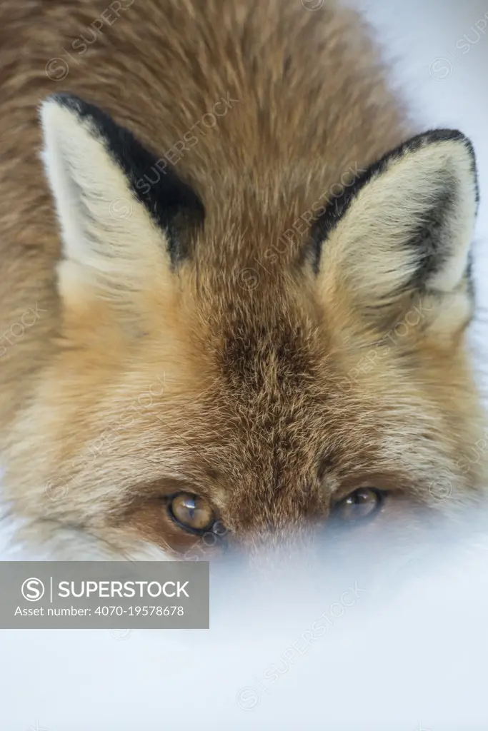 Red fox (Vulpes vulpes) in winter snow, head portrait,  Jura, Switzerland