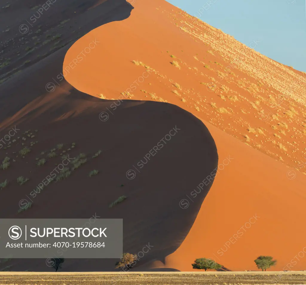 Towering elegant curving red sand dunes rising above acacia trees. Sossusevlei, World Heritage Site, Namibia