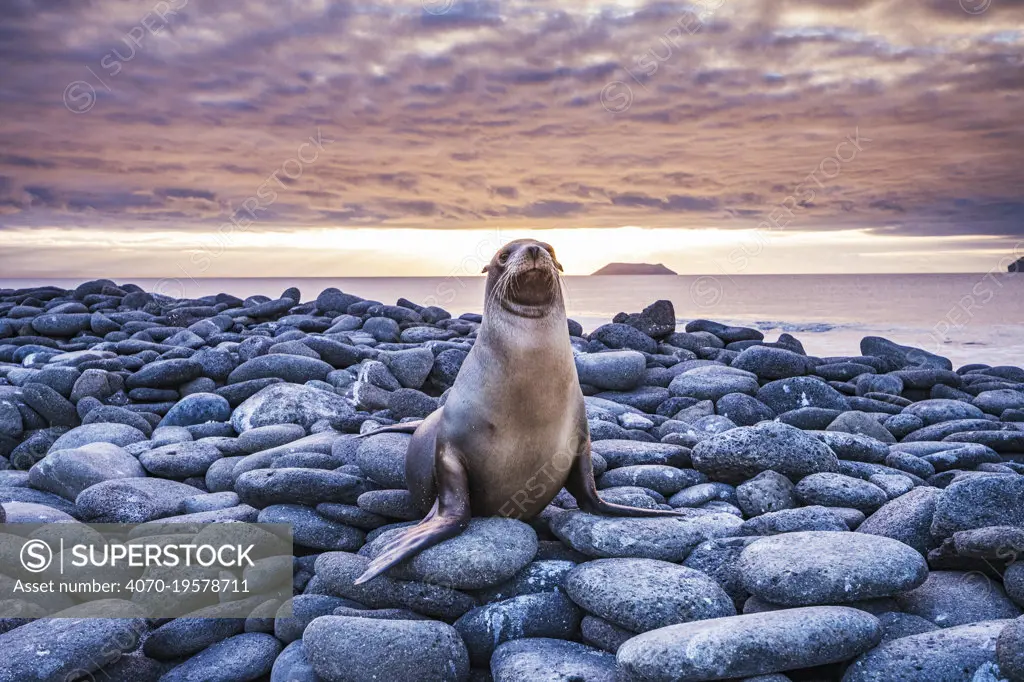 Galapagos Sea Lion (Zalophus californianus wollebacki) resting on rocks at sunset on North Seymour Island, Galapagos, Ecuador. December.