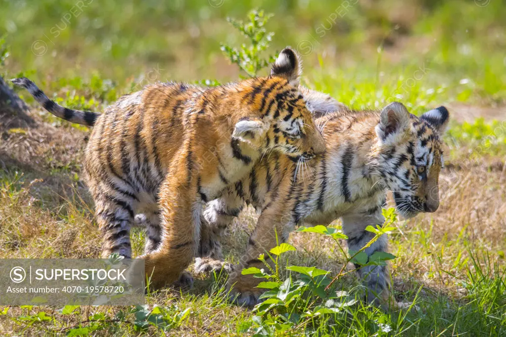 Siberian tiger (Panthera tigris altaica) cubs, age 3 months, playing. Captive.