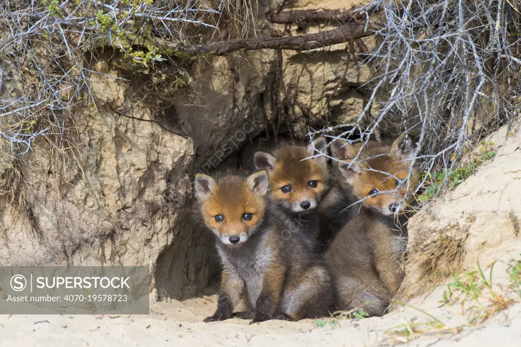 Red fox (Vulpes vulpes)  cubs age five weeks, at den in sand dunes, the Netherlands.