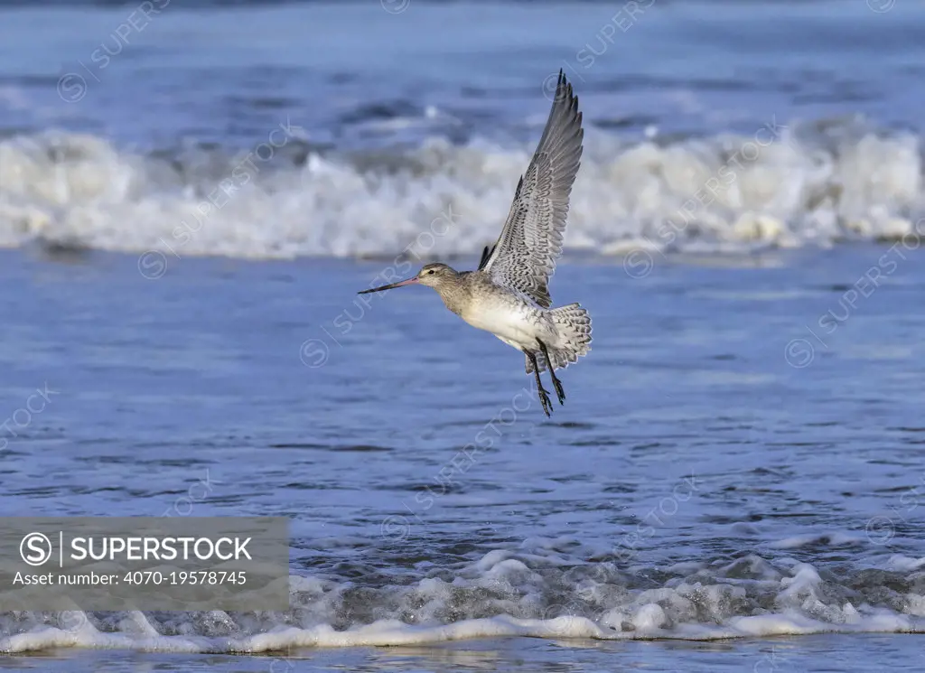 Bar-tailed godwit (Limosa lapponica) in flight over the Wash, Norfolk, England, UK, November.