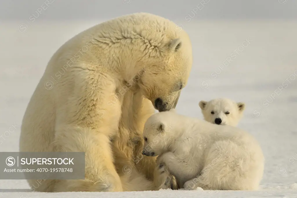 Polar bear (Ursus maritimus) female with two cubs, Svalbard, Norway.