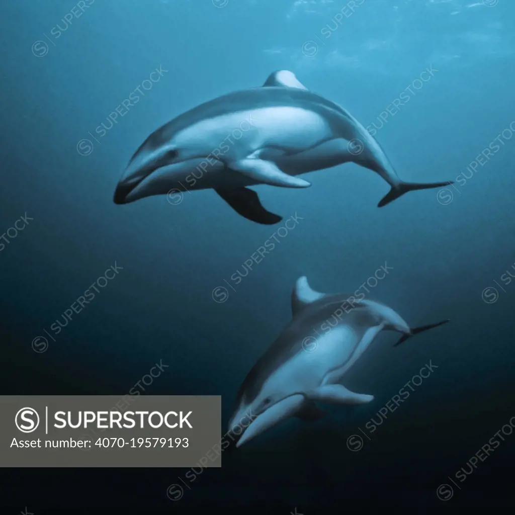 Pacific white-sided dolphins (Lagenorhynchus obliquidens) underwater, Queen Charlotte Strait, British Columbia, Canada. September.