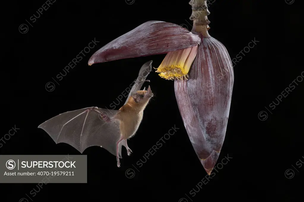 Orange nectar bat (Lonchophylla robusta) feeding on a banana flower, lowland rainforest, Costa Rica. November.